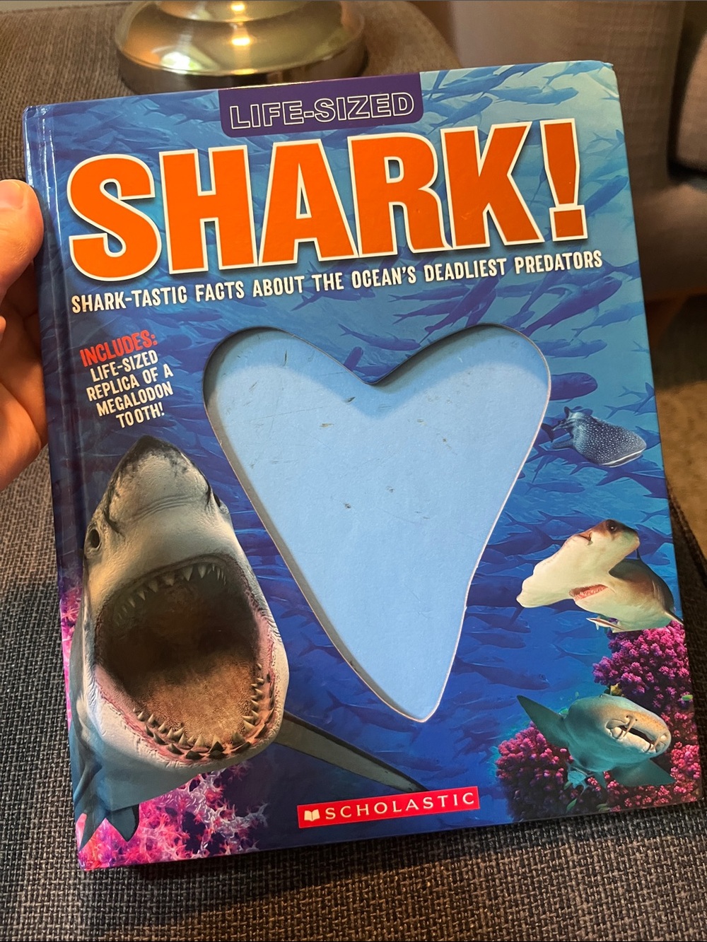 Scholastic Shark! Book - Blue and Orange Cover